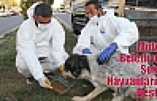 Midyat Belediyesi Sokak Hayvanlarına Destek