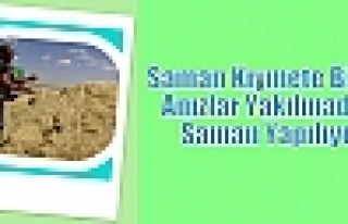 Saman kıymete bindi, anızlar yakılmadan saman yapılıyor