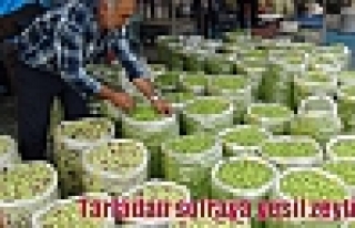 Tarladan sofraya yeşil zeytin