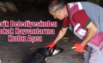 Derik Belediyesinden Sokak Hayvanlarına Kuduz Aşısı