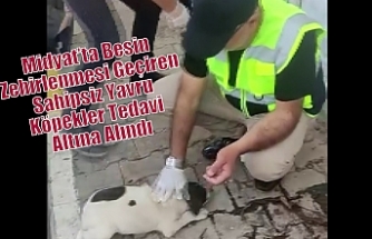 Midyat’ta Besin Zehirlenmesi Geçiren Sahipsiz Yavru Köpekler Tedavi Altına Alındı