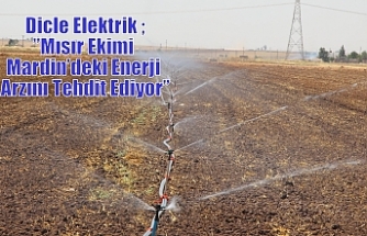 Dicle Elektrik ;”Mısır Ekimi Mardin’deki Enerji Arzını Tehdit Ediyor”