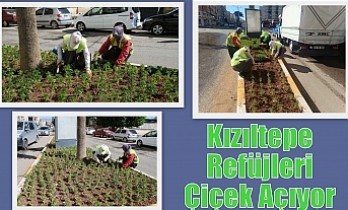 Kızıltepe Refüjleri Çiçek Açıyor