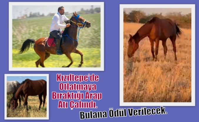 Kızıltepe’de Otlatmaya Bıraktığı Arap Atı Çalındı. Bulana Ödül Verilecek.