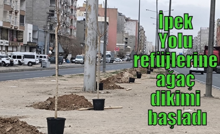 İpek Yolu refüjlerine ağaç dikimi başladı
